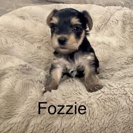 Fozzie - Black and tan male Yorkshire Terrier puppy in Goode, Virginia from Glass Hill Yorkies