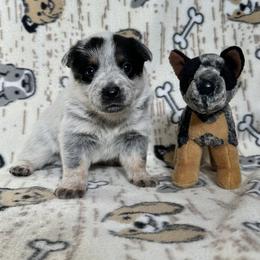 Pip - Blue female Australian Cattle Dog puppy in Olive Hill, Kentucky from Tompkins Farm