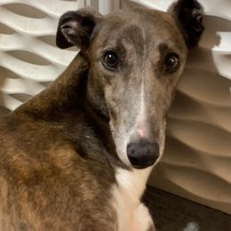 Winny - Greyhound