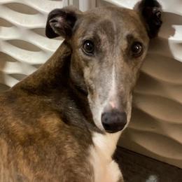 Winny - Greyhound