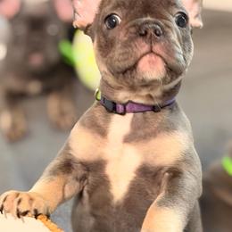 Lorenzo - Tricolors male French Bulldog puppy in Lynnwood, Washington from Pawsitive Frenchies