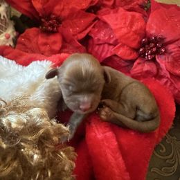 Boy 1 - Ruby male Cavalier King Charles Spaniel puppy in Columbus Ga, Georgia from Sweet Southern Cavaliers