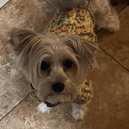 Mari - Yorkshire Terrier