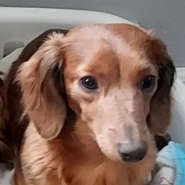 Sunni - Dachshund