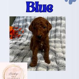 Blue - Red  male Poodle puppy in Lima, Ohio from Buckeye Red Standard Poodles