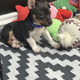Rat Terrier Puppies from Simpson Family retrievers and Rattes