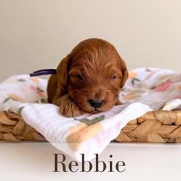 Rebbie - Red  female Goldendoodle puppy in Melba, Idaho from KZ Doodles