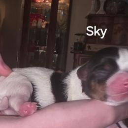 Sky - Parti female Yorkshire Terrier puppy in San Angelo, Texas from Eleventyseven Yorkies