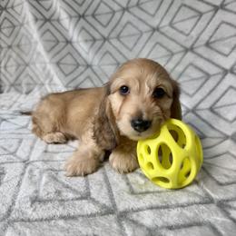 Albert - Cream Silky Wire - Pet Only - 4000 - Cream male Dachshund puppy in Pauls Valley, Oklahoma from Simply Happy Dachshunds