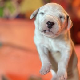 1st pick female - White and black female Dalmatian puppy in Lake Mathews, California from Bully Market