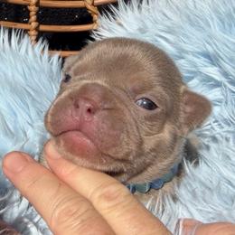 Drake - Liver male French Bulldog puppy in Hemet, California from Bowman Pups