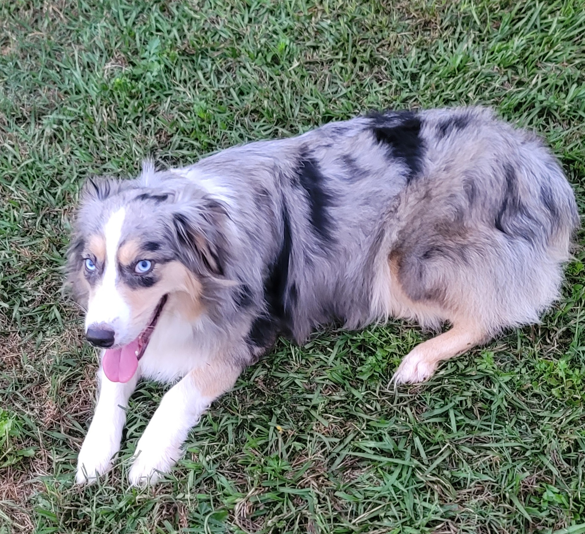 Cat - Australian Shepherd
