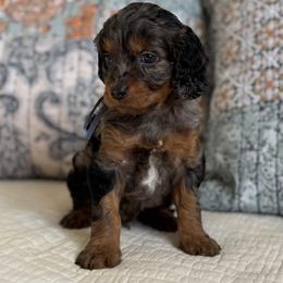 Rip - Tri-color male Cavapoo puppy in Beckley, West Virginia from Autumn Poodles/Doodles