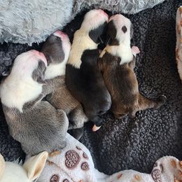 Companion Cross and French Bulldog Puppies from Legends Frenchton's, French Bulldogs & French Bullhuahua's