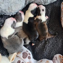 Companion Cross and French Bulldog Puppies from Legends Frenchton's, French Bulldogs & French Bullhuahua's