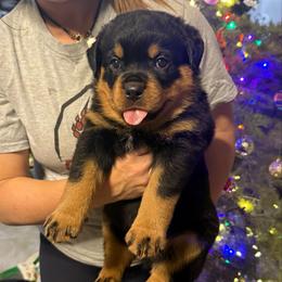 Diesel - Black and mahogany male Rottweiler puppy in Grass Valley, California from Rottweiler vom Hause Wolf
