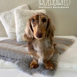 Felix - Dachshund