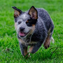 Stillwater - Blue female Australian Cattle Dog puppy in Fairview, Oklahoma from Flying D Kennels