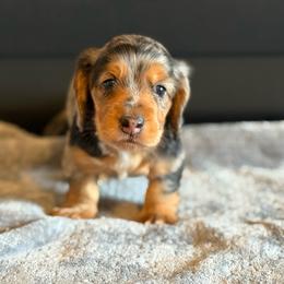 River - Dapple male Dachshund puppy in Morristown, Tennessee from Hillside Hounds