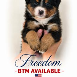 FREEDOM - Black tri-color male Australian Shepherd puppy in Gowen, Michigan from XA AUSTRALIAN SHEPHERDS
