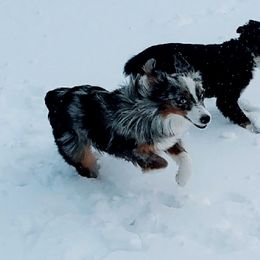 Miniature Australian Shepherds and Toy Australian Shepherds from Stoney Brook Aussies