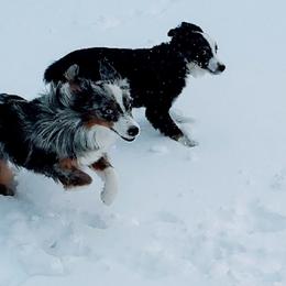 Miniature Australian Shepherds and Toy Australian Shepherds from Stoney Brook Aussies
