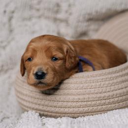 Autumn - Red  female Goldendoodle puppy in Duncan, South Carolina from Abner Creek Poodles & Doodles
