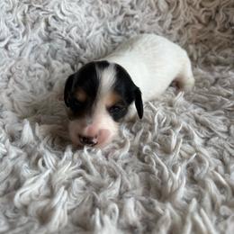 Boy 1 - Piebald male Dachshund puppy in Hindsville, Arkansas from Okie Dokie Doxie