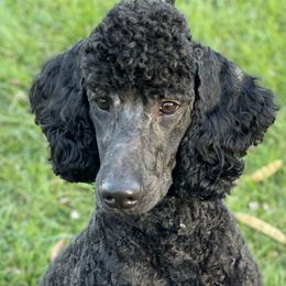 Levi - Poodle