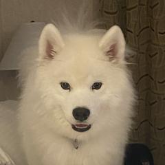 Trudy - Samoyed