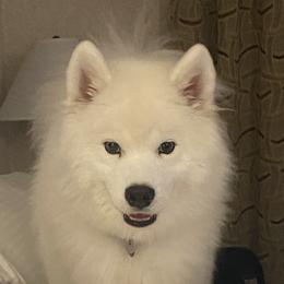 Trudy - Samoyed