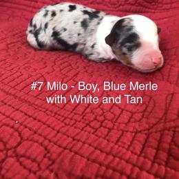 Miniature Australian Shepherd Puppies from Astrids Mini/Toy Aussies