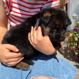 Sybil-Purple collar - Black and red female German Shepherd puppy in Ronan, Montana from Semper Fi K9 Montana
