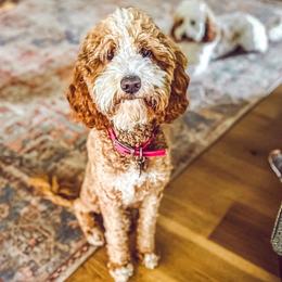 Lucy - Goldendoodle