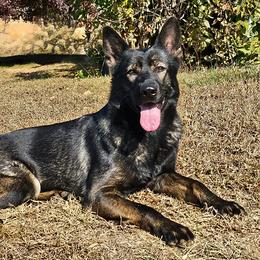 Fancy "aka" Kali - German Shepherd