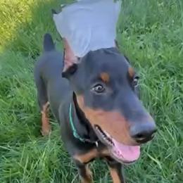 Raven - Black and rust female Doberman Pinscher puppy in Centralia, Missouri from TopSpots Farm
