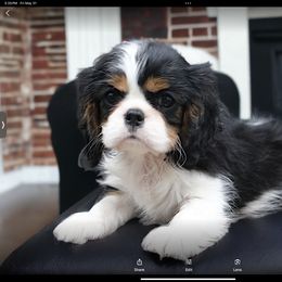 Cavalier King Charles Spaniel Puppies from Capall Cavaliers