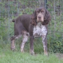 Mack - English Springer Spaniel