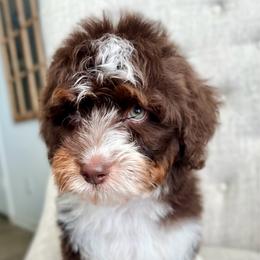 Bernedoodle puppies from Pia’s Doodle Poodle Wag