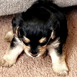 Poodles and Yorkipoos from Bella Dreamss LLC