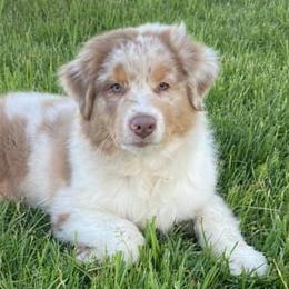 Australian Shepherds and Maremma Sheepdogs from Rebel Aussies/Wild Critter Ranch