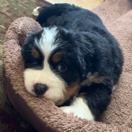 Bernese Mountain Dog Puppies from Bernese Mountain Dogs Pups European Bloodlines