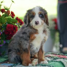 Josh - Merle male Bernedoodle puppy in Dundee, Ohio from Down Home Doodle