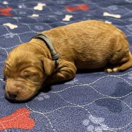 Grey collar - Red  male Goldendoodle puppy in Landis, North Carolina from Shelbys Doodle Farm