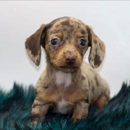 Female 1 - Dapple female Dachshund puppy in Childress, Texas from Taylor Farms