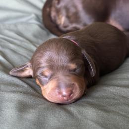 Starr - Chocolate and tan female Dachshund puppy in Loxahatchee, Florida from Lazy Acres Farm & Long Back Ranch