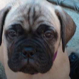 Bullmastiff Puppies from Bobeck Bullmastiffs