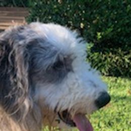 Ellie Mae - Sheepadoodle