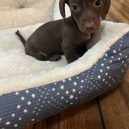 Dachshund Puppies from Cadie Bounds