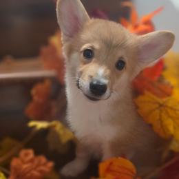 Biscuit - White and red male Pembroke Welsh Corgi puppy in Tomball, Texas from Larsen Loved Corgis